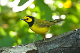 Image of Hooded Warbler