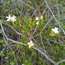 Imagem de Jasminum glaucum (L. fil.) Aiton