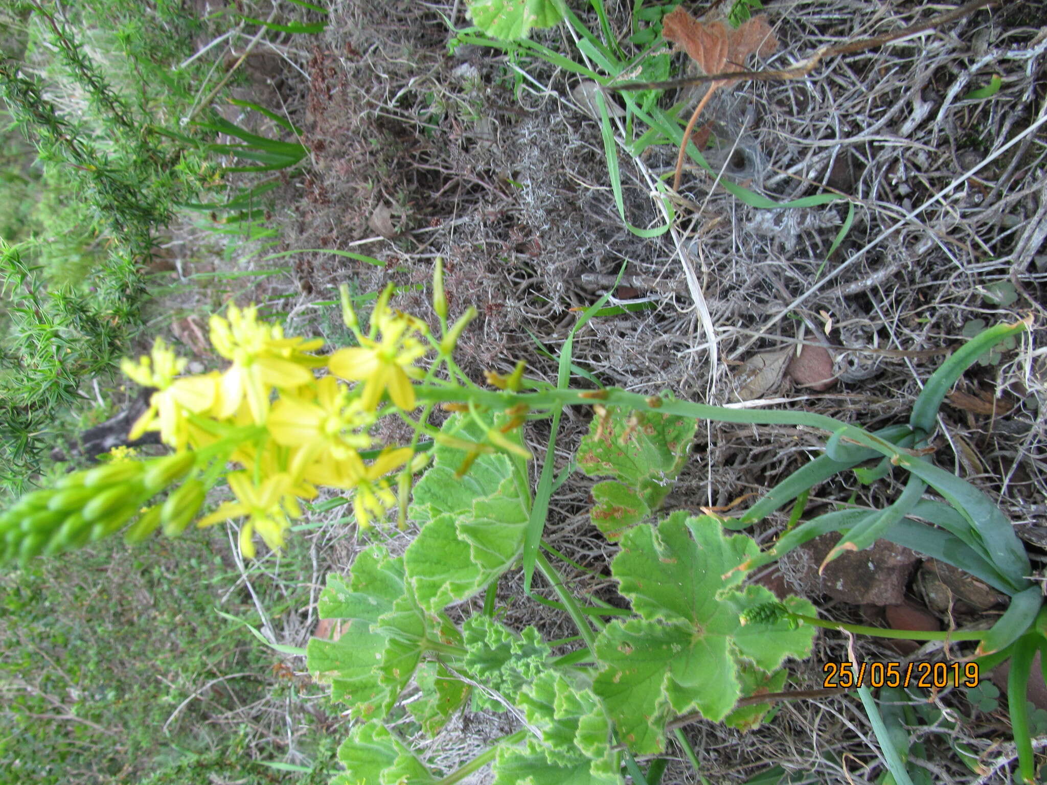 Image of Bulbine alooides (L.) Willd.