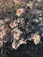 Imagem de Eriogonum giganteum var. formosum K. Brandegee