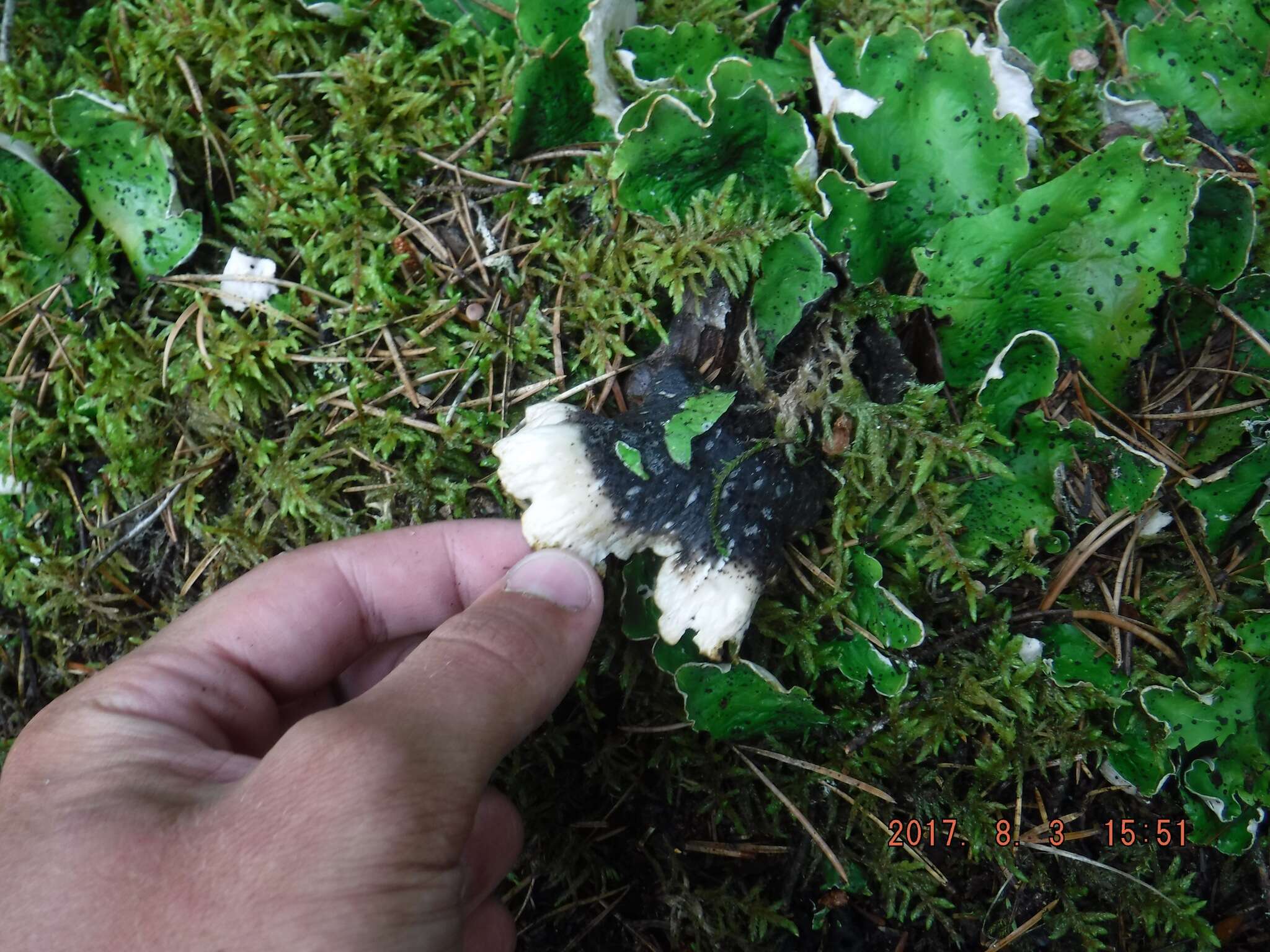 Image of felt lichen