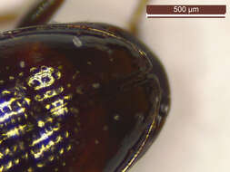 Bembidion (Emphanes) normannum Dejean 1831的圖片