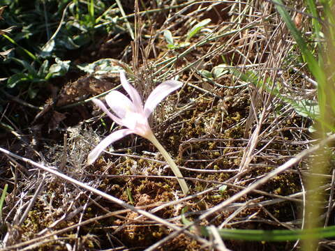 Image of Colchicum longifolium Castagne