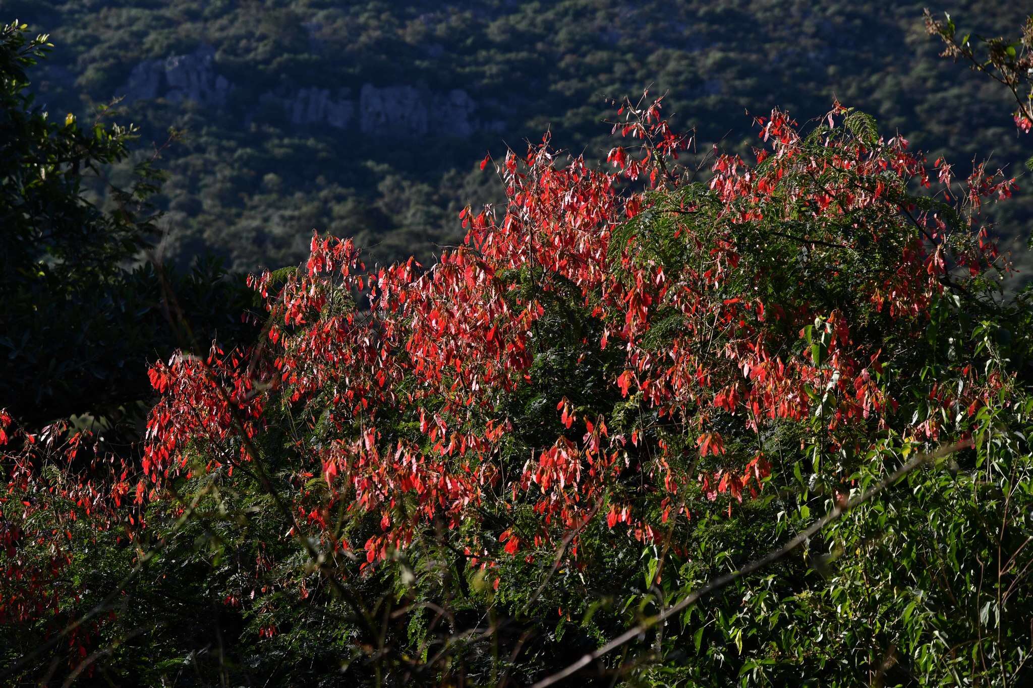 Image of Redwing