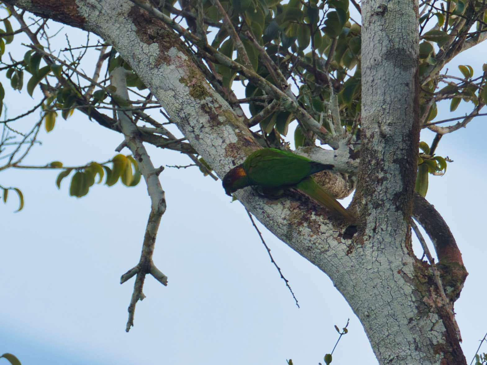 Image of Blue-throated Parakeet