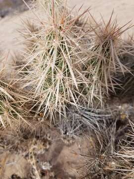 Image of devil's cholla