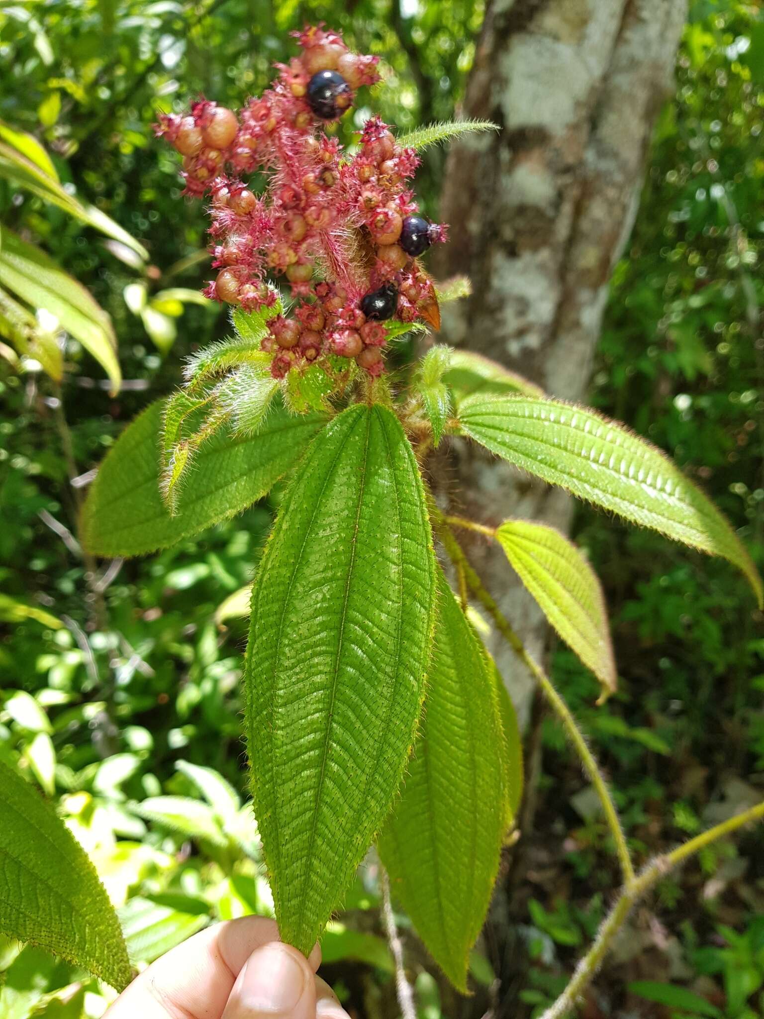 Imagem de Miconia lacera (Bonpl.) Naud.