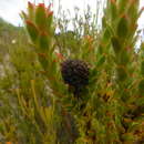 Image of Leucadendron thymifolium (Salisb. ex Knight) I. J. M. Williams