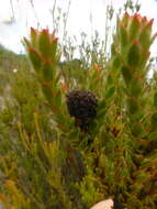 Image of Leucadendron thymifolium (Salisb. ex Knight) I. J. M. Williams