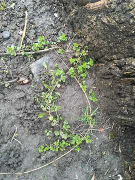 Image of Green field-speedwell