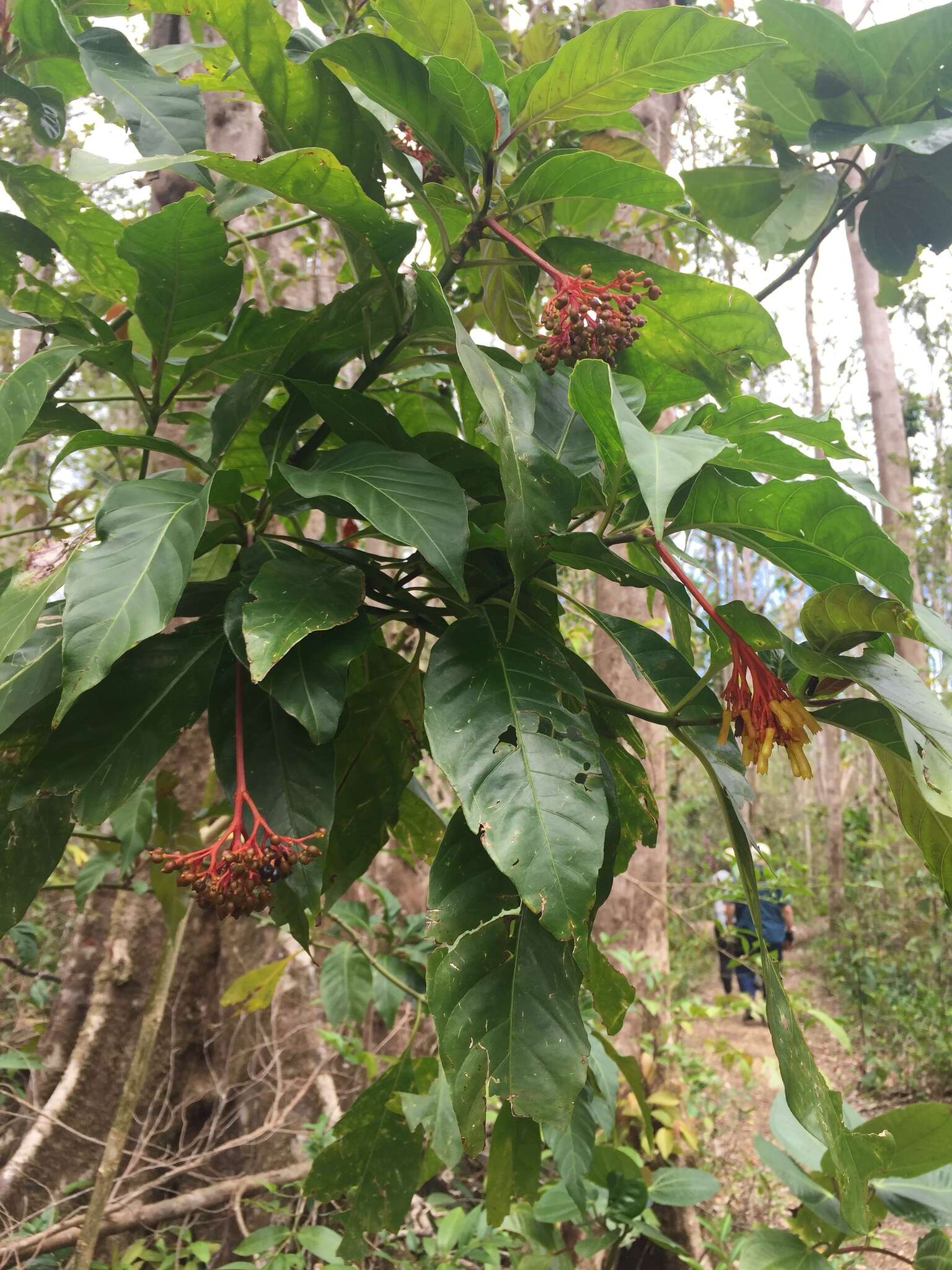 Plancia ëd Palicourea croceoides Ham.