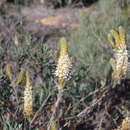 صورة Grevillea rudis Meissn.