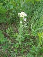 Image of Siberian horseradish