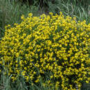 Image of Cytisus fontanesii Ball