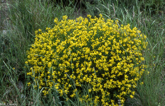 Слика од Cytisus fontanesii Ball