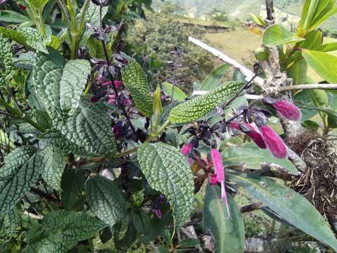 Imagem de Salvia quitensis Benth.