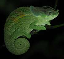 Image of Yellow-green Chameleon