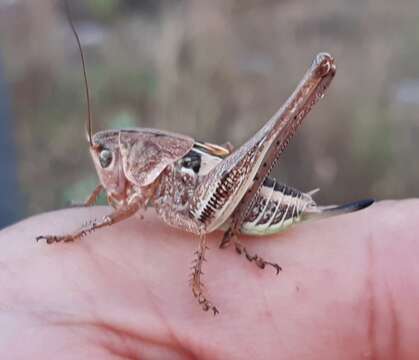 Image of Decticus loudoni Ramme 1933