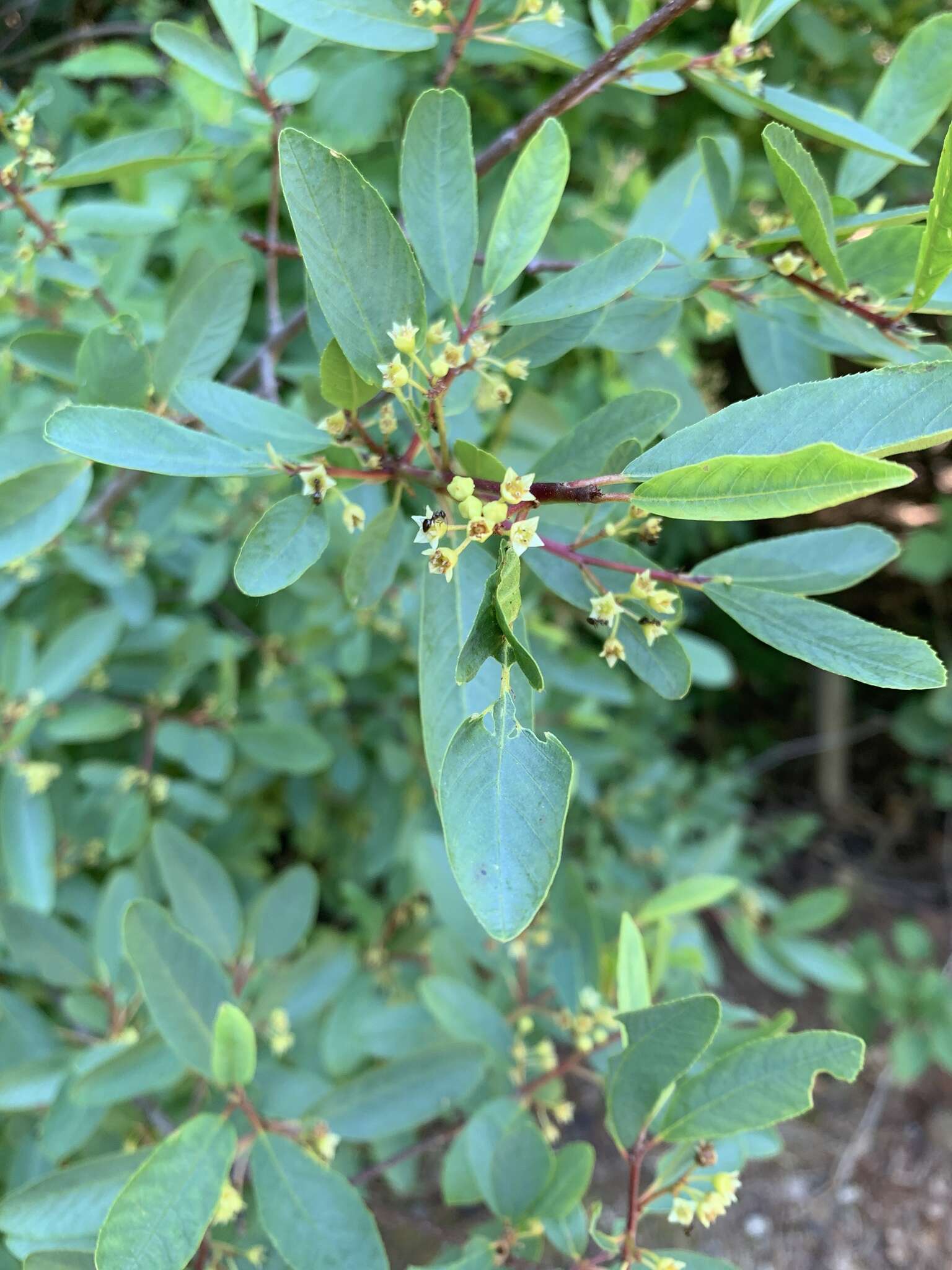 Image of red buckthorn