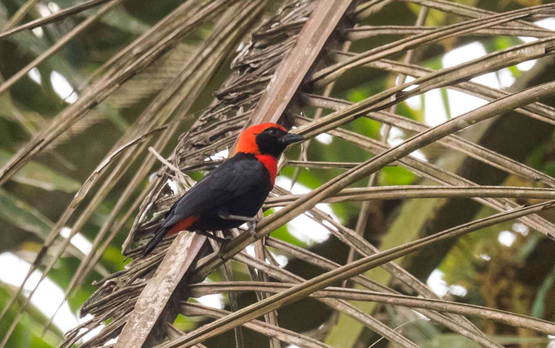 Слика од Malimbus scutatus (Cassin 1849)