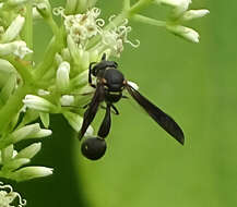 Eumenes punctatus de Saussure 1852 resmi