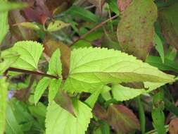 Image of blue mistflower