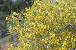 صورة <i>Senna artemisioides</i> subsp. <i>petiolaris</i>