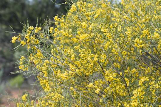 Image of <i>Senna artemisioides</i> subsp. <i>petiolaris</i>