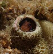 Image of Strasburg&#39;s blenny