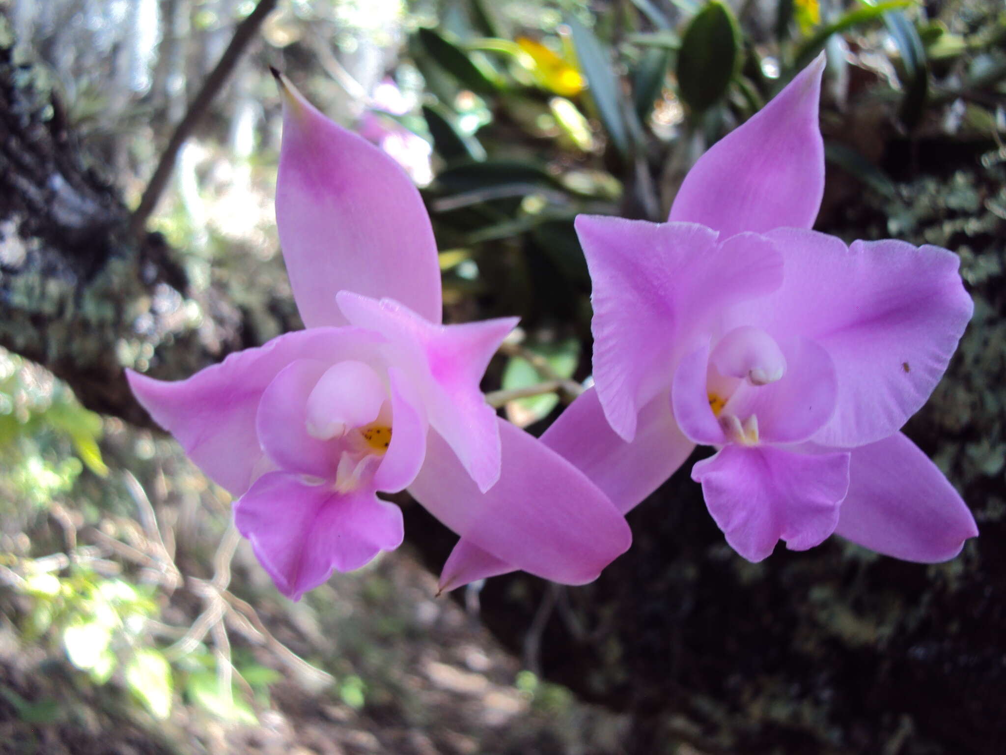 Image of Laelia furfuracea Lindl.