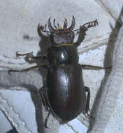 Plancia ëd Lucanus placidus Say 1825