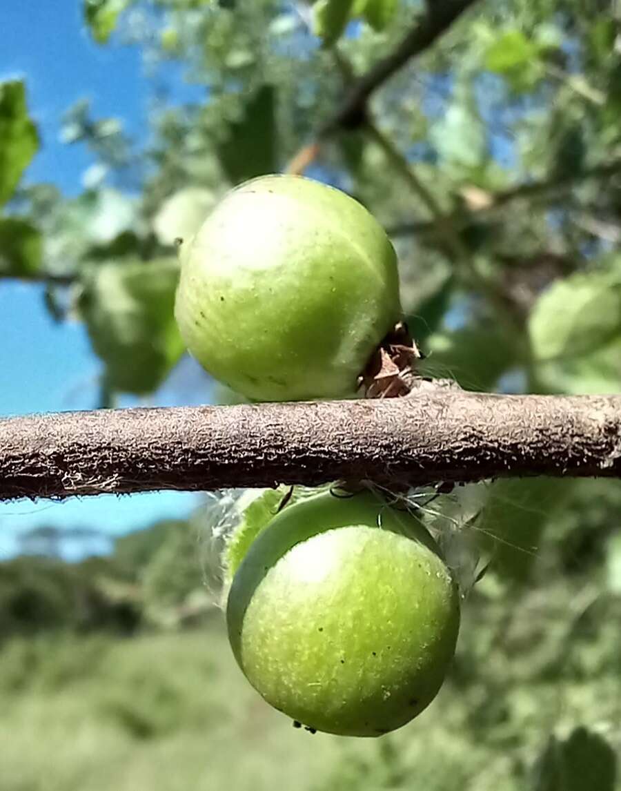 Слика од Commiphora africana (Rich.) Engl.