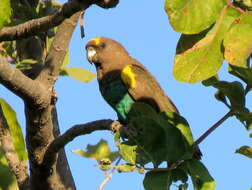 Image of Poicephalus meyeri damarensis Neumann 1898