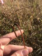 Image of Sandhills Lily