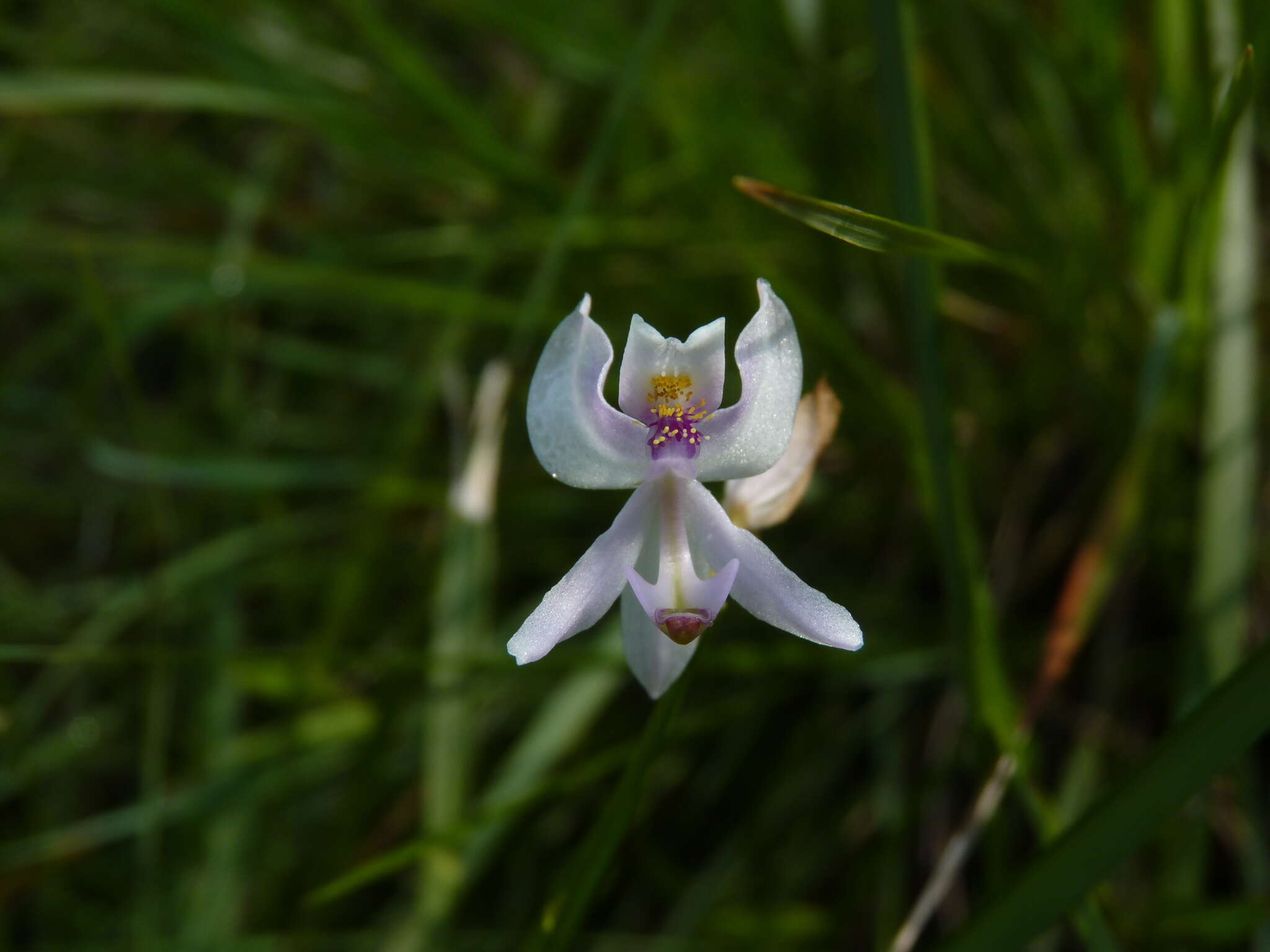 Calopogon pallidus Chapm.的圖片