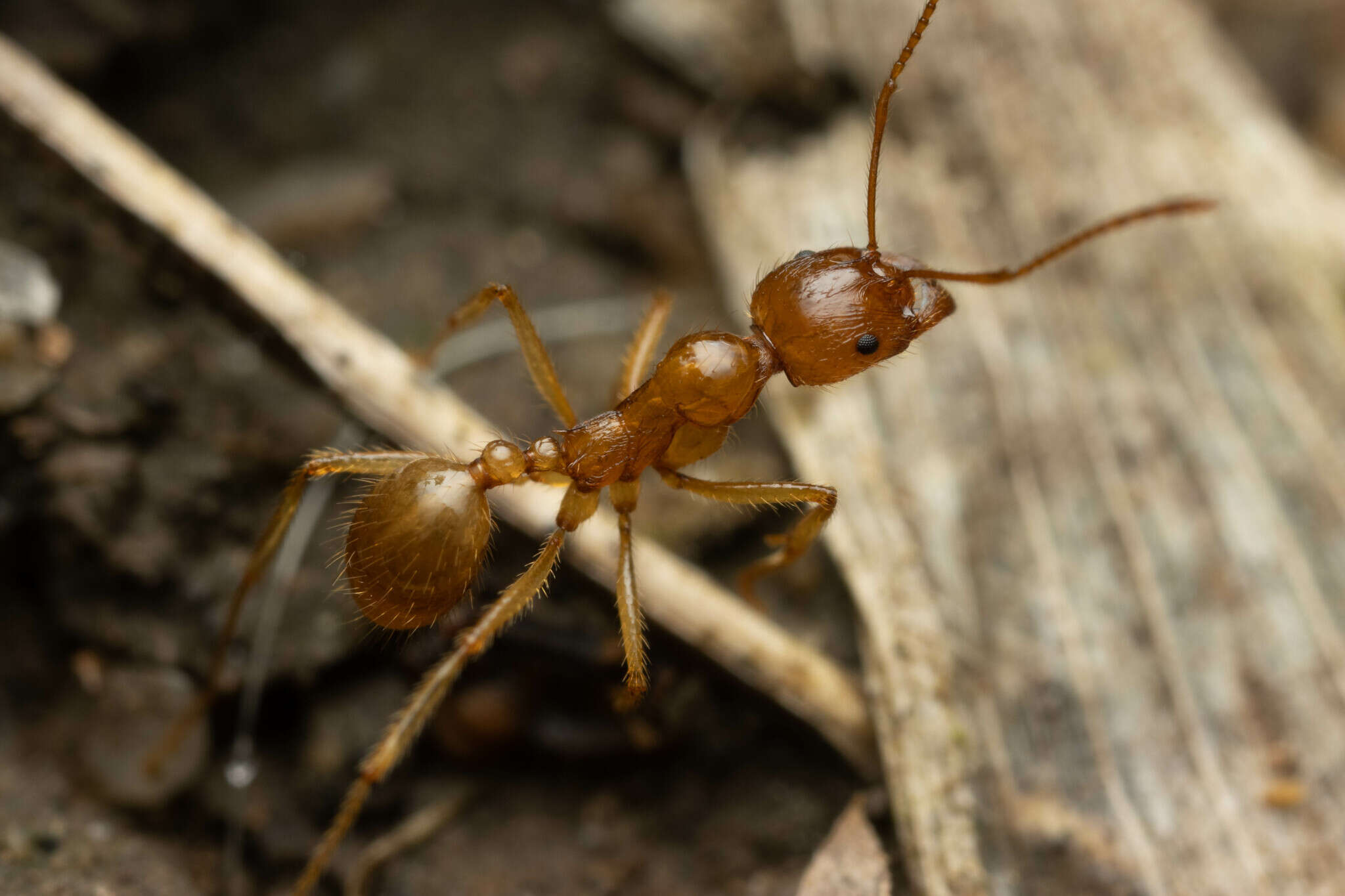 Image of Aphaenogaster pythia Forel 1915