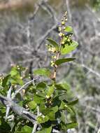 Image of Wright's mock buckthorn