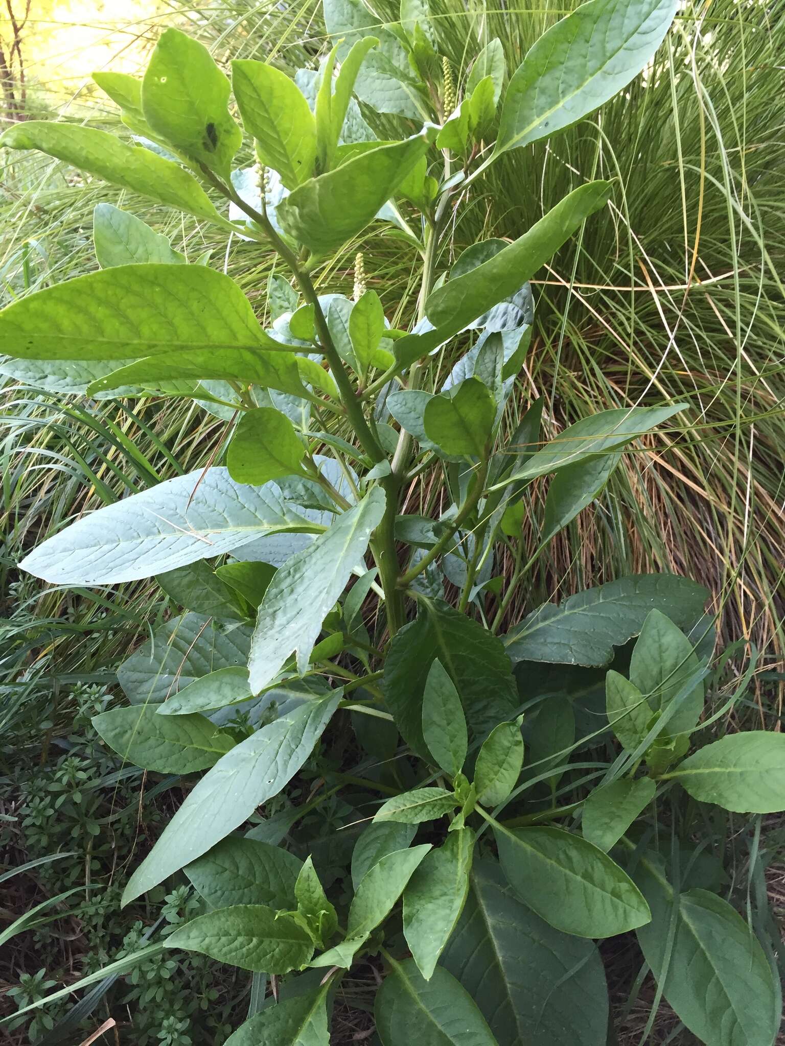 Image of Phytolacca octandra L.