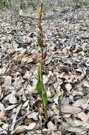 Calochilus uliginosus D. L. Jones的圖片