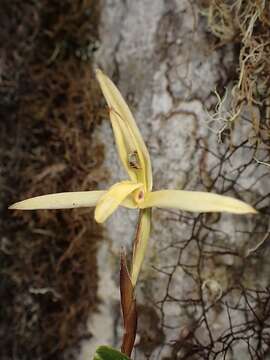 Image of Maxillaria acuminata Lindl.