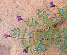 Imagem de Astragalus sesquiflorus S. Wats.