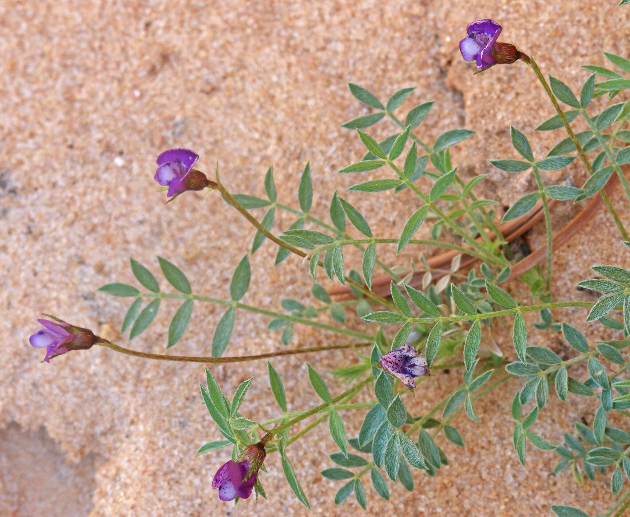 Sivun Astragalus sesquiflorus S. Wats. kuva