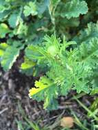 صورة Scabiosa africana L.