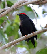 Image of Lance-tailed Manakin