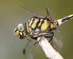 صورة Ictinogomphus australis (Selys 1873)