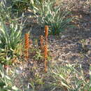 صورة Orobanche litorea Guss.