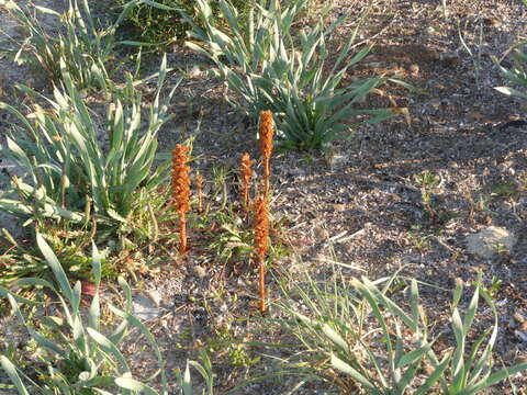 Imagem de Orobanche litorea Guss.