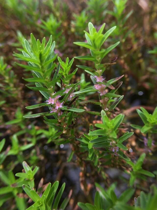 صورة Rotala fimbriata Wight