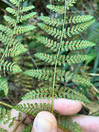 Image of Bramble Fern