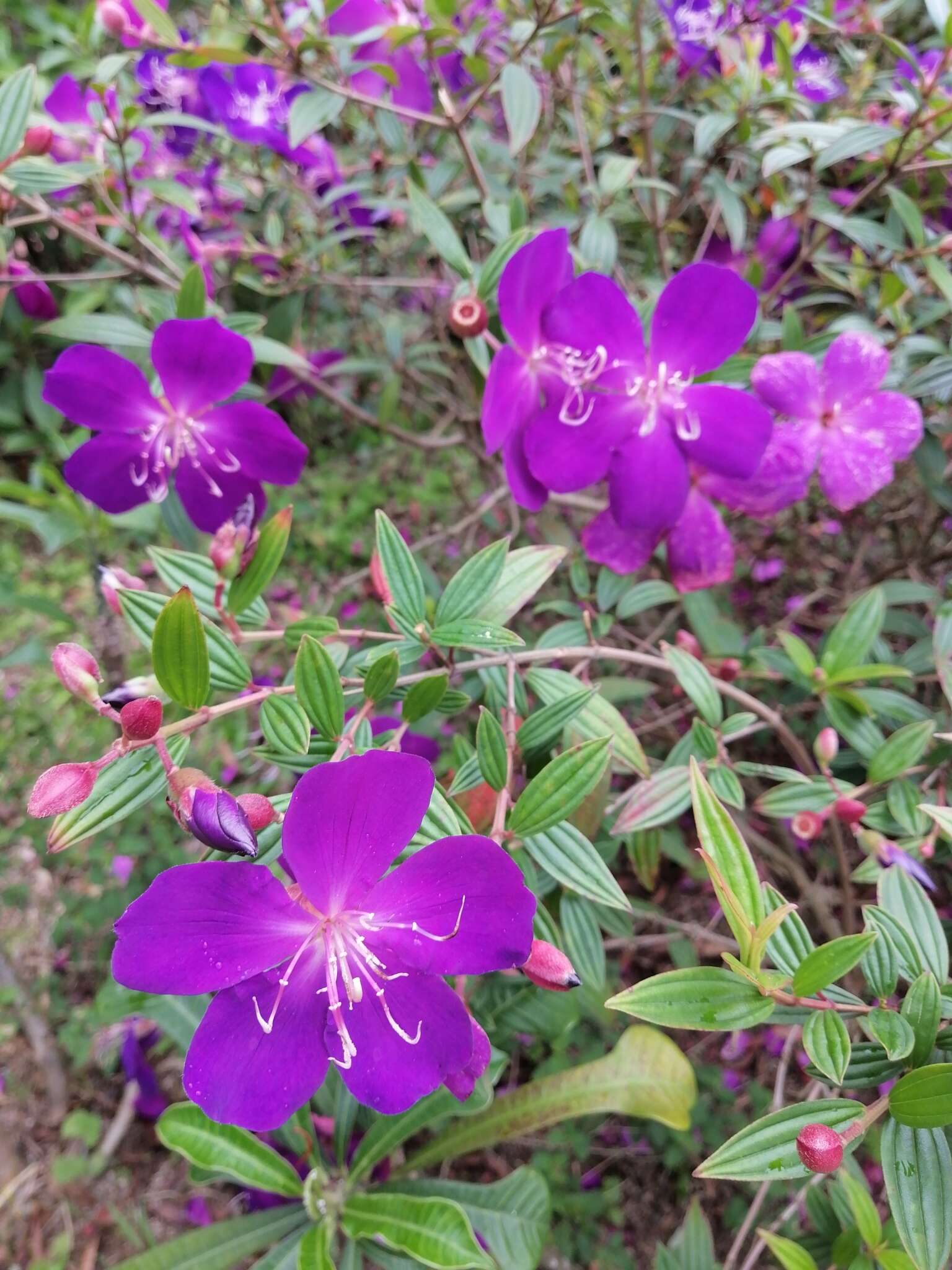 巴西蒂牡花的圖片